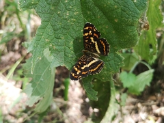 Araschnia prorsoides