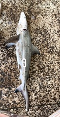 Carcharhinus limbatus