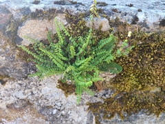 Asplenium trichomanes trichomanes