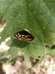 Araschnia prorsoides