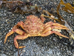 Telmessus cheiragonus