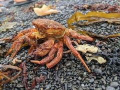 Telmessus cheiragonus