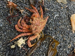 Telmessus cheiragonus