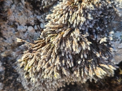 Hedwigia emodica