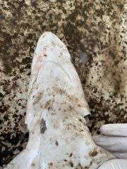 Carcharhinus limbatus