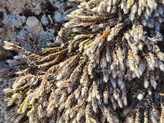 Hedwigia emodica