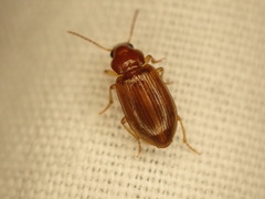 Bradycellus verbasci