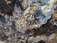 Hedwigia emodica