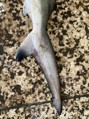 Carcharhinus limbatus
