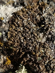 Xanthoparmelia loxodes