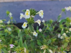 Galeopsis segetum