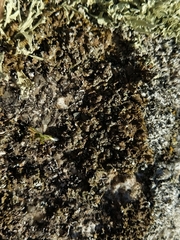 Xanthoparmelia loxodes