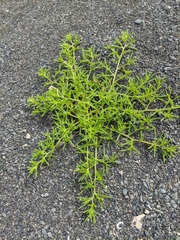Salsola komarovii