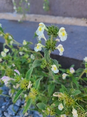 Galeopsis segetum