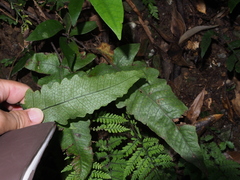 Stegnogramma wilfordii