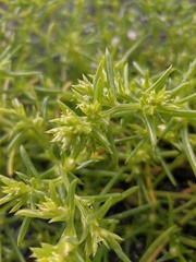 Salsola komarovii