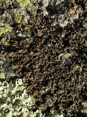 Xanthoparmelia loxodes