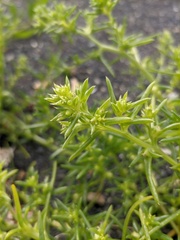Salsola komarovii