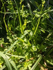 Ranunculus sessiliflorus