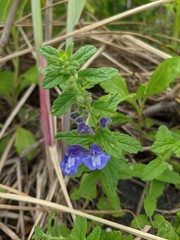 Scutellaria strigillosa