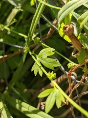 Ranunculus sessiliflorus
