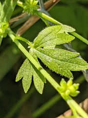 Ranunculus sessiliflorus