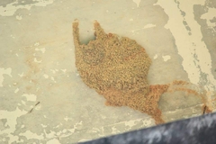 Hirundapus giganteus