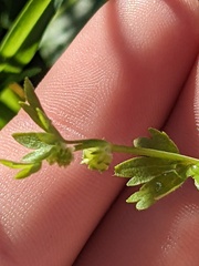 Ranunculus sessiliflorus