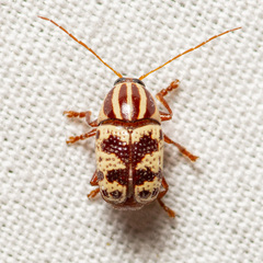 Cryptocephalus leucomelas