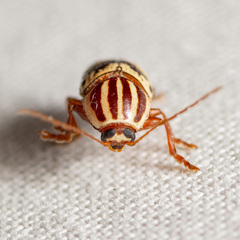 Cryptocephalus leucomelas