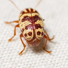 Cryptocephalus leucomelas