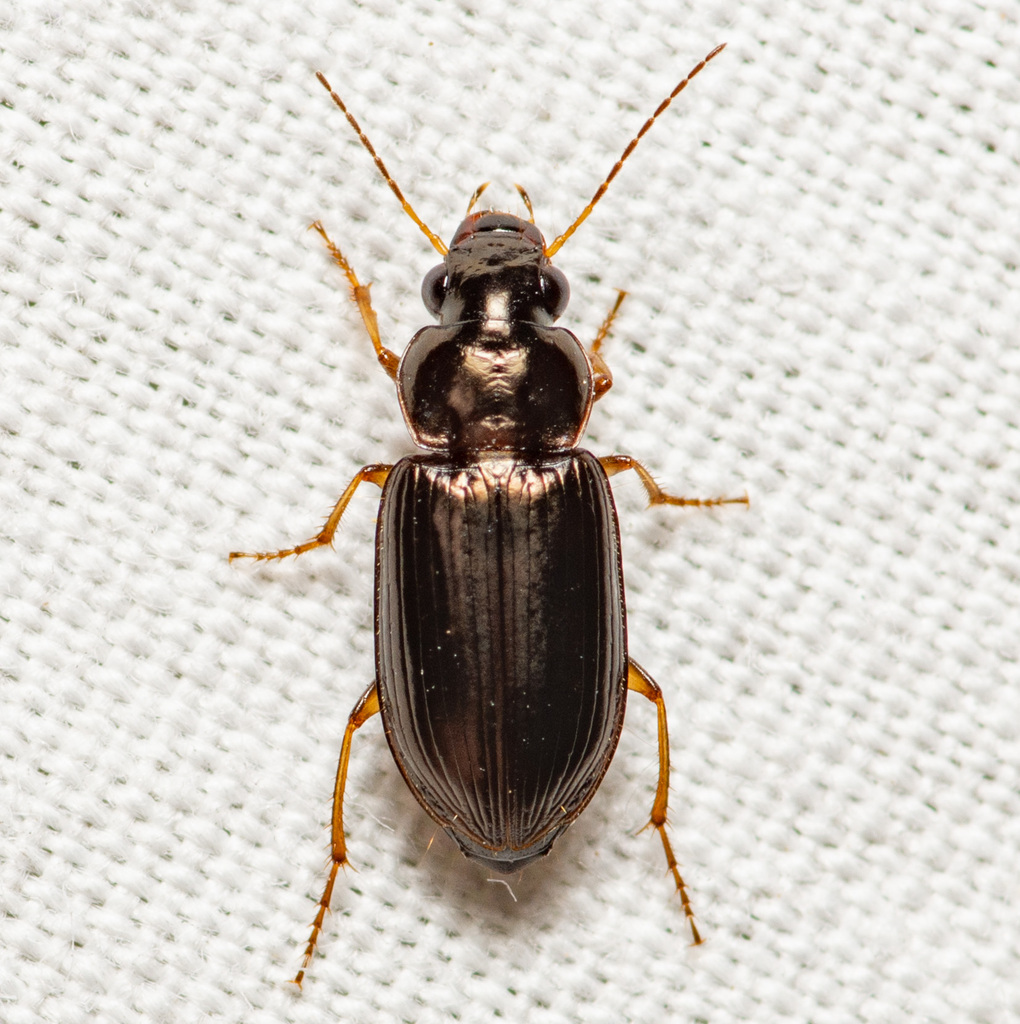 Selenophorus fatuus