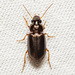 Selenophorus fatuus - Photo (c) Justin Williams, some rights reserved (CC BY), uploaded by Justin Williams