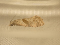 Cochylidia implicitana