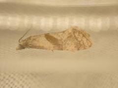 Cochylidia implicitana