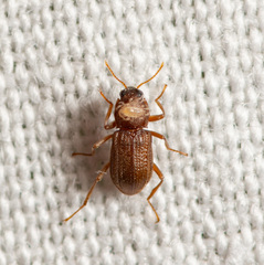 Hexacylloepus ferrugineus