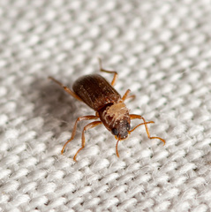 Hexacylloepus ferrugineus