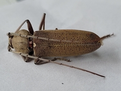 Hesperophanes sericeus