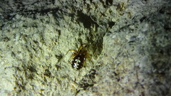 Steatoda paykulliana
