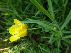 Ranunculus lingua