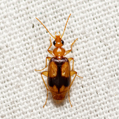 Nemotarsus elegans