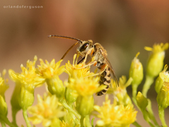 Halictus leucaheneus