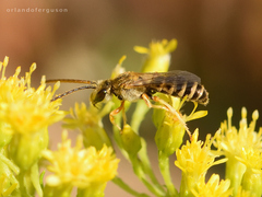 Halictus leucaheneus