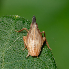 Rhynchomitra recurva