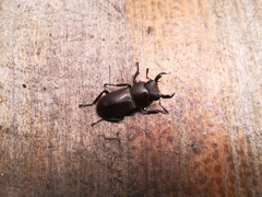Dorcus striatipennis striatipennis