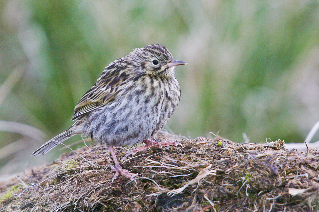 South Georgia Pipit photo