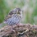 South Georgia Pipit - Photo (c) Greg Lasley, some rights reserved (CC BY-NC), uploaded by Greg Lasley