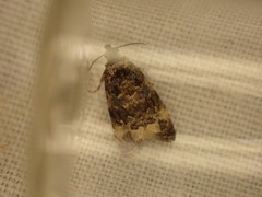 Endothenia oblongana