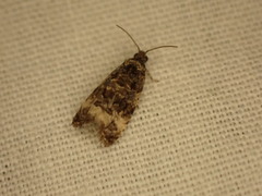 Endothenia oblongana
