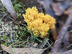 Ramaria lorithamnus